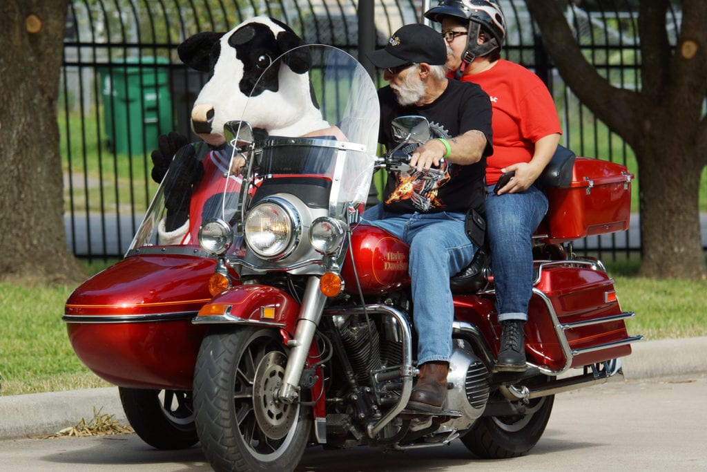 Chick Fil-A Cow takes to the side car with motorcyclist on their way to San Leon during the 14th Annual Nun Run